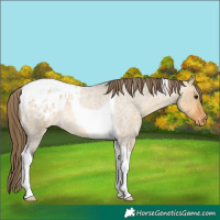 Horse Color:Buckskin Roan Dun Tobiano Appaloosa 