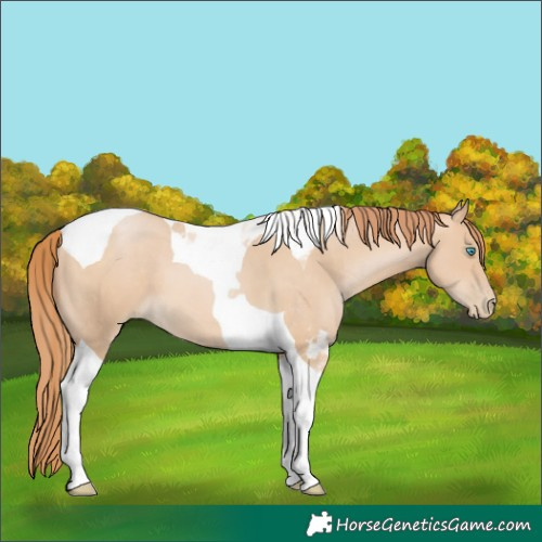Horse Color:Buckskin Pearl Tobiano