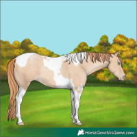 Horse Color:Buckskin Pearl Tobiano 