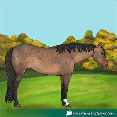 Horse Color:Brown Dun 