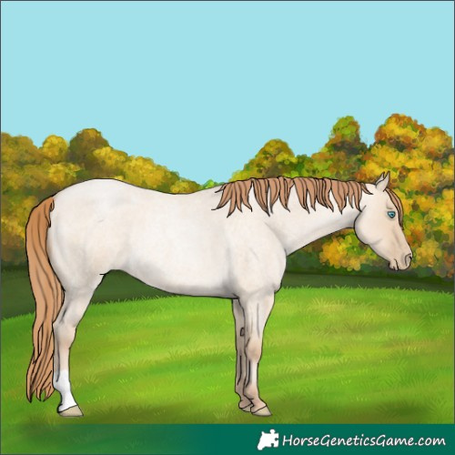 Horse Color:Buckskin Roan Pearl Dun 
