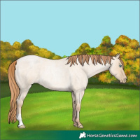 Horse Color:Buckskin Roan Pearl Dun 