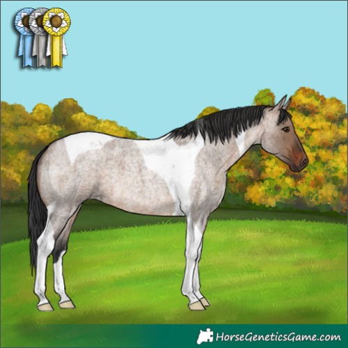 Horse Color:Brown Roan Dun Tobiano