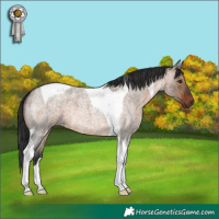 Horse Color:Brown Roan Dun Tobiano 