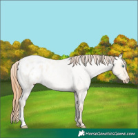 Horse Color:Buckskin Roan Pearl Dun Blanket 