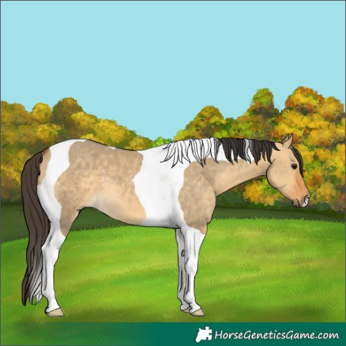 Horse Color:Buckskin Dun Tobiano 