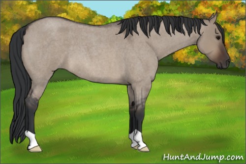 Horse Color:Brown Roan Dun