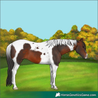 Horse Color:Brown Tobiano 