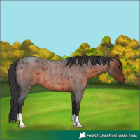Horse Color:Brown Roan