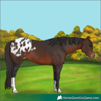 Horse Color:Brown Appaloosa 