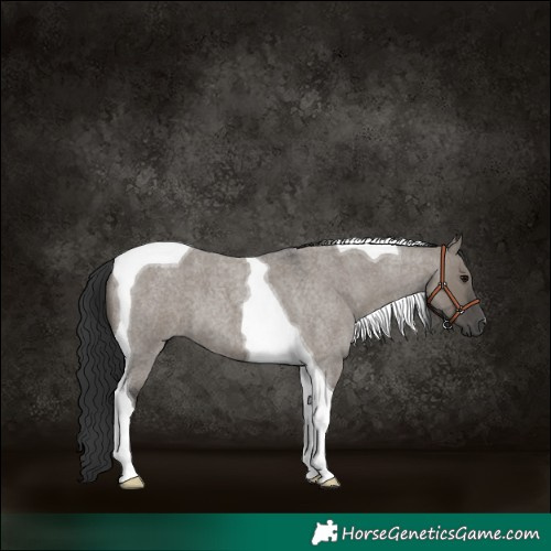 Horse Color:Grullo Roan Tobiano