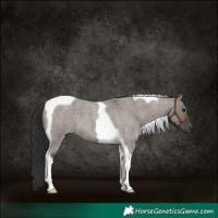 Horse Color:Grullo Roan Tobiano