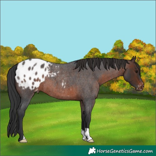 Horse Color:Brown Roan Appaloosa 