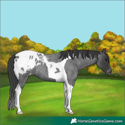Horse Color:Blue Roan Tobiano Appaloosa 
