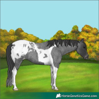 Horse Color:Blue Roan Tobiano Blanket