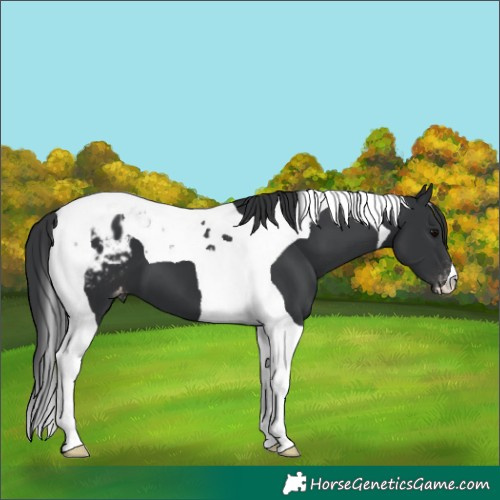 Horse Color:Black Tobiano Appaloosa 
