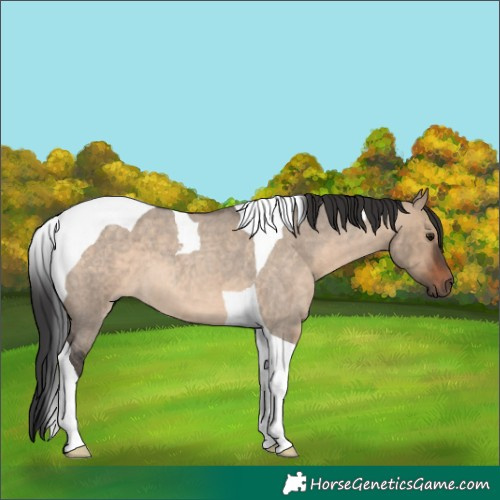 Horse Color:Brown Roan Dun Tobiano