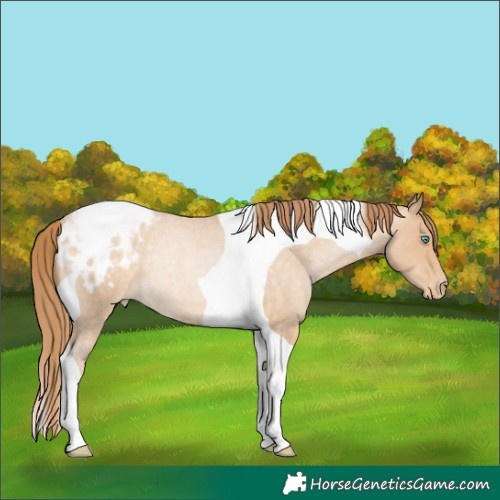Horse Color:Buckskin Roan Pearl Tobiano Appaloosa Rabicano 