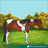 Horse Color:Brown Tobiano Rabicano 