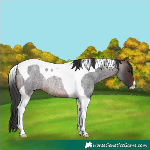 Horse Color:Brown Roan Tobiano Rabicano 