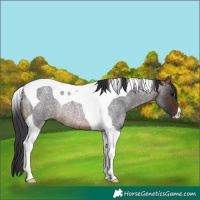 Horse Color:Brown Roan Tobiano Rabicano 