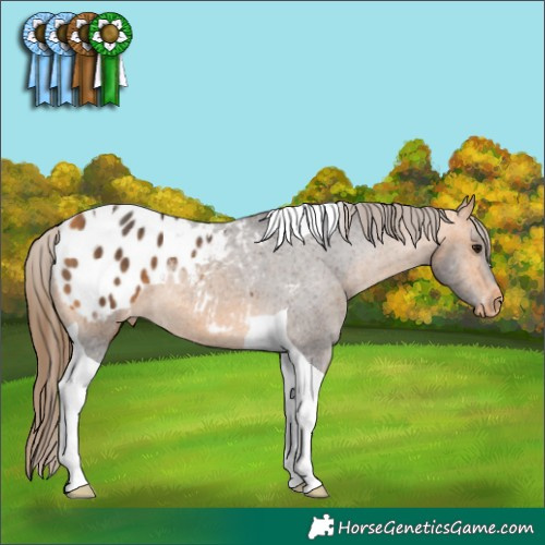 Horse Color:Buckskin Tobiano Appaloosa Rabicano 