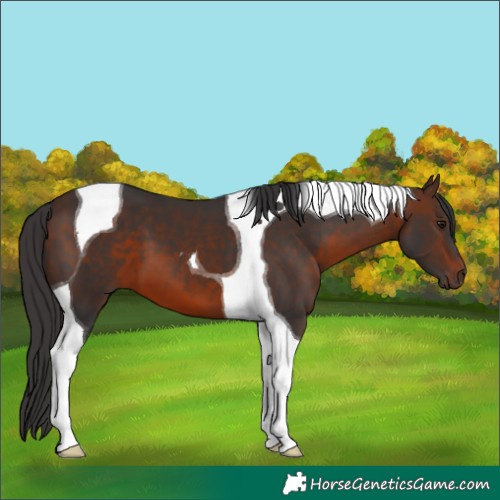 Horse Color:Brown Tobiano 