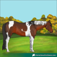 Horse Color:Brown Tobiano 