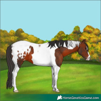Horse Color:Brown Tobiano Blanket