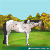 Horse Color:Brown Roan Tobiano 