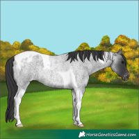 Horse Color:Blue Roan Tobiano Appaloosa Rabicano 