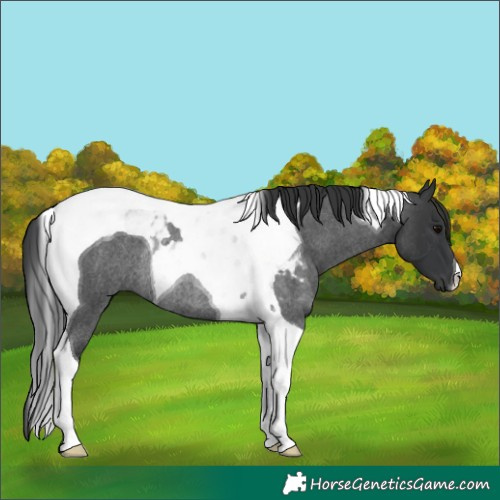 Horse Color:Blue Roan Tobiano Rabicano