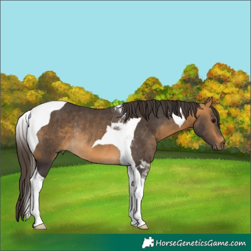 Horse Color:Buckskin Tobiano Rabicano