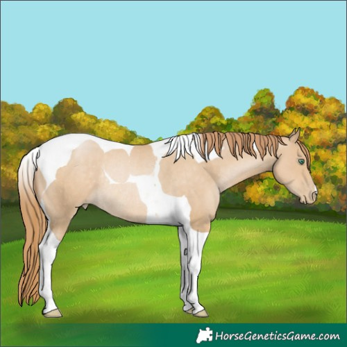 Horse Color:Smoky Black Pearl Tobiano Rabicano 
