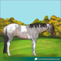 Horse Color:Brown Roan Tobiano Appaloosa Rabicano 