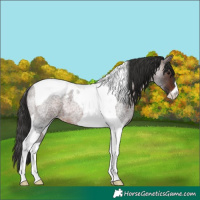 Horse Color:Brown Roan Tobiano Appaloosa 