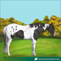 Horse Color:Smoky Black Tobiano Appaloosa 