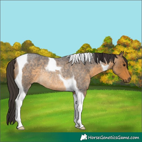 Horse Color:Buckskin Roan Tobiano Rabicano