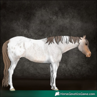 Horse Color:Buckskin Roan Tobiano Blanket Rabicano 