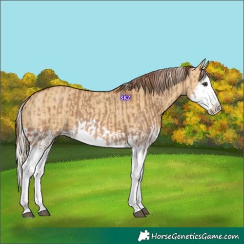 Horse Color:Red Dun Splash and Palomino Dun Splash