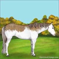 Horse Color:Liver Red Dun Splash  and Chocolate Palomino Dun Splash 