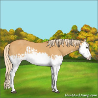 Horse Color:Palomino Dun Splash  and Palomino Dun Splash 