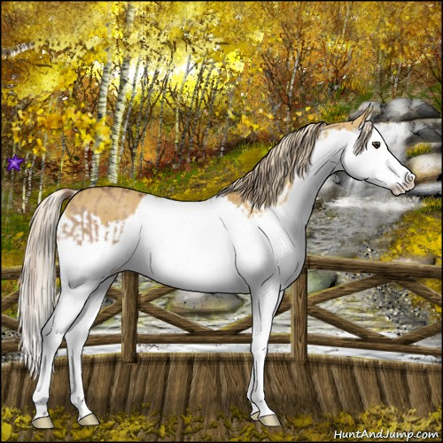 Horse Color:Red Dun Splash and Palomino Dun Splash