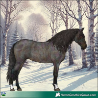 Horse Color:Midnight Brown Ice Roan 