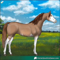 Horse Color:Red Dun Splash  and Red Dun Splash 