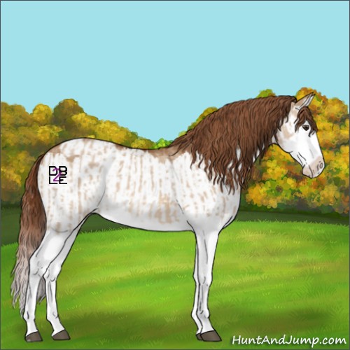 Horse Color:Red Dun Splash  and Red Dun Splash Appaloosa 