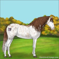 Horse Color:Red Dun Splash  and Red Dun Splash Appaloosa 
