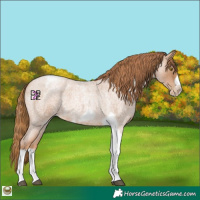 Horse Color:Red Roan Pearl Tobiano Frame