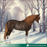 Horse Color:Chestnut Ice Rabicano 