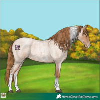 Horse Color:Red Roan Pearl Tobiano Frame 